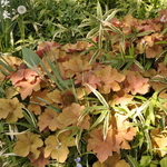 Heuchera Caramel — photo 1