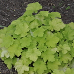 Heuchera Citrinella — photo 1