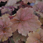 Heuchera Dolee Cream Burlee — photo 1