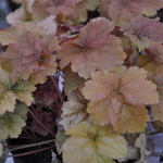Heuchera Dolee Cream Burlee — photo 2