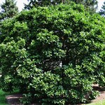 Magnolia x soulangiana — photo 4