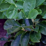 Magnolia x soulangiana — photo 5