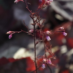Heuchera Georgia Peach — photo 2