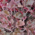 Heuchera Melting Fire — photo 1