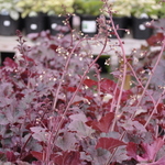 Heuchera Melting Fire — photo 2