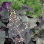 Heuchera Mocha — photo 1