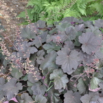 Heuchera Mocha — photo 2