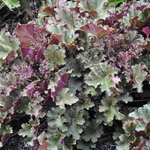 Heuchera Purple Petticoats — photo 1