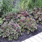 Heuchera Purple Petticoats — photo 2