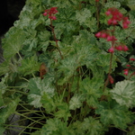 Heuchera Snow Angel — photo 1