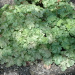 Heuchera Snow Angel — photo 2
