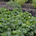 Heuchera Villosa Autumn Bride — photo 1