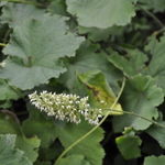 Heuchera Villosa Autumn Bride — photo 2