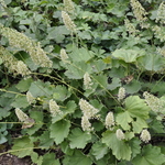 Heuchera Villosa Autumn Bride — photo 3