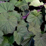 Heuchera Villosa Brownies — photo 1