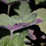 Heuchera Villosa Brownies — photo 2