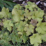 Heuchera Villosa 'Caramel' PPAF — photo 1