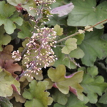 Heuchera Villosa 'Caramel' PPAF — photo 2