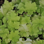 Heuchera Villosa 'Citronella' PPAF — photo 2