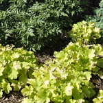 Heuchera Villosa 'Citronella' PPAF — photo 3