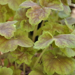 Heuchera Miracle — photo 1