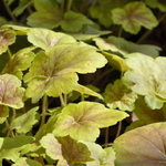 Heuchera Miracle — photo 2