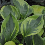 Hosta Alex Summers' — photo 1