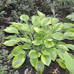 Hosta Alex Summers' — photo 2