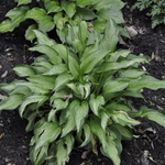 Hosta Allegan Fog — photo 2