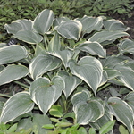 Hosta Alligator Shoes — photo 1
