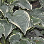 Hosta Alligator Shoes — photo 2
