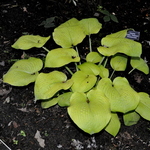 Hosta Aztec Treasure — photo 1