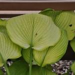 Hosta Aztec Treasure — photo 2