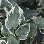 Hosta Barbara May — photo 1
