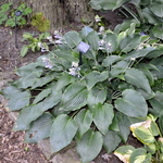 Hosta Barbara May — photo 2