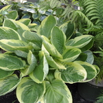 Hosta  Blazing Saddles — photo 1