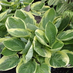 Hosta  Blazing Saddles — photo 2