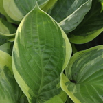 Hosta  Blazing Saddles — photo 3