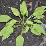 Hosta  Blonde Elf — photo 1