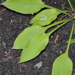 Hosta  Blonde Elf — photo 2