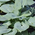 Hosta Blue Bay — photo 1