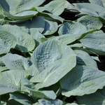 Hosta Blue Bay — photo 2