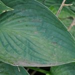 Hosta Blue Heart — photo 1