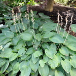 Hosta Blue Heart — photo 2