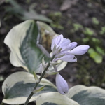 Hosta Blue Ivory — photo 1