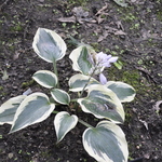 Hosta Blue Ivory — photo 2