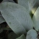 Hosta 'Blue Mammoth' — photo 1