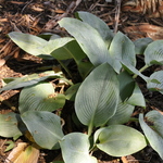 Hosta 'Blue Mammoth' — photo 2