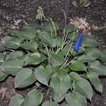 Hosta Blue Moon — photo 1