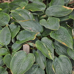 Hosta Blue Moon — photo 2
